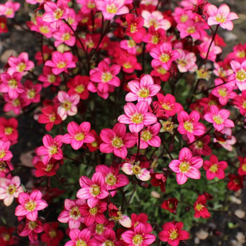Rosa saxifraga blume samen for anpflanzung colorful display heirloom & gmo free samen for home garten
sale samen for home garten anpflanzung