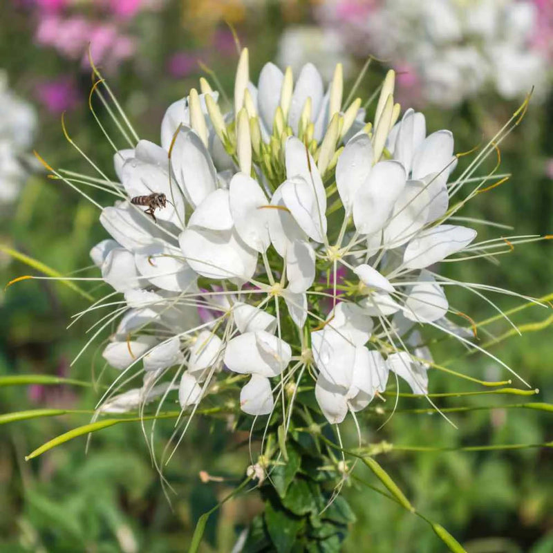Weiß cleome blume samen for anpflanzung - long bloom season, heirloom & gmo free samen for home garten
sale for anpflanzung in home garten