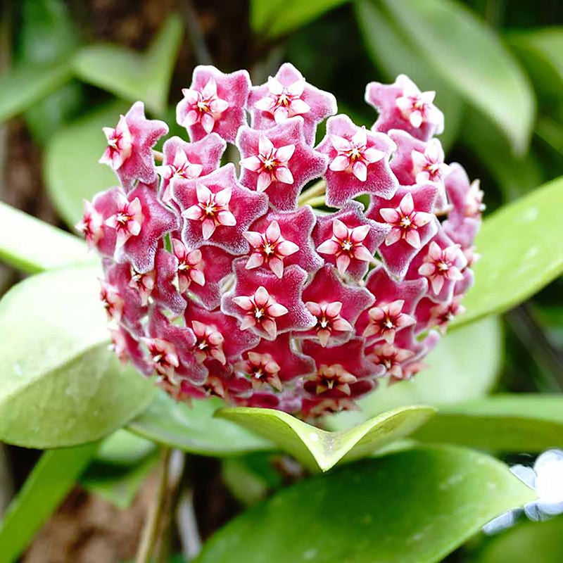 Wax blume samen for anpflanzung - cut blume favorite, heirloom & gmo free samen for home garten
sale for anpflanzung in home garten.