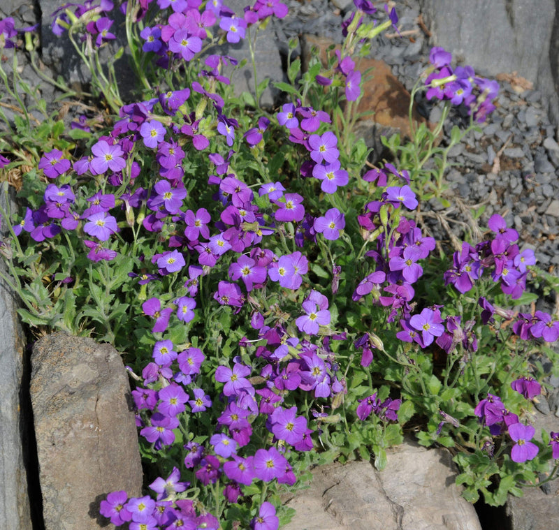Aubrieta blume samen for anpflanzung perfect for borders heirloom & gmo free samen for home garten
sale samen for home garten anpflanzung