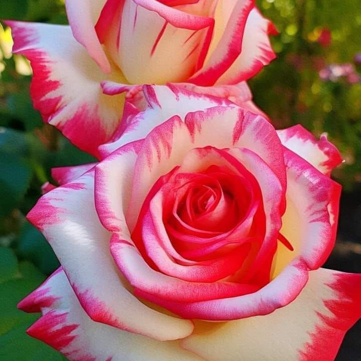 Weiß rosa rose blume samen for anpflanzung easy to grow heirloom & gmo free samen for home garten
sale samen for home garten anpflanzung