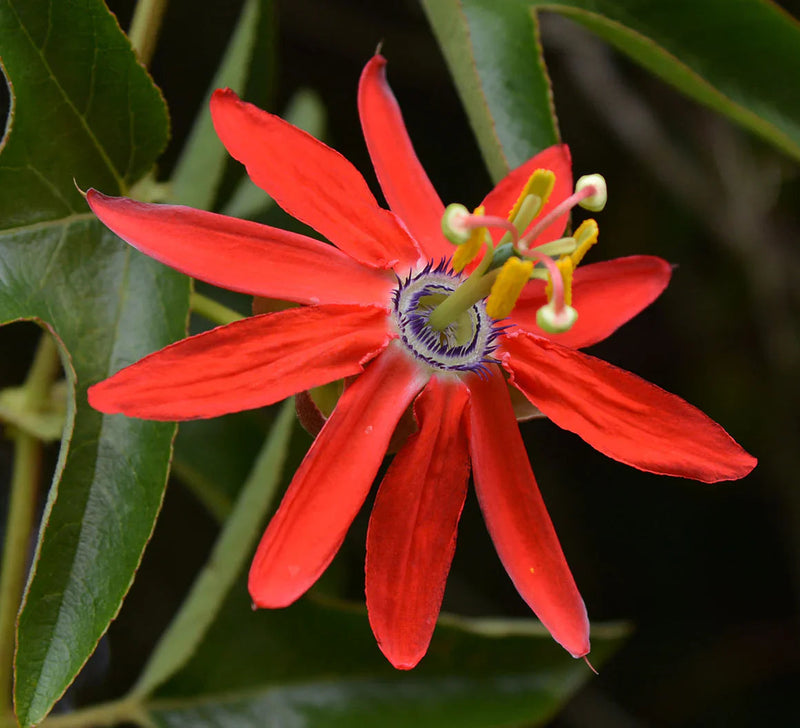 Passiflora coccinea blume samen for anpflanzung cottage garten essential heirloom & gmo free samen for home garten
sale samen for home garten anpflanzung