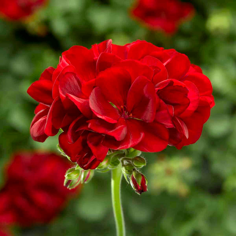 Rot geranium blume samen for anpflanzung vibrant colors heirloom & gmo free samen for home garten
sale samen for home garten anpflanzung