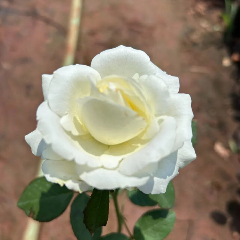 Weiß rose blume samen for anpflanzung seasonal bloomer heirloom & gmo free samen for home garten
sale samen for home garten anpflanzung