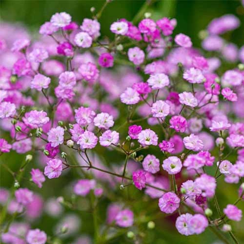 Rosa gypsophila blume samen for anpflanzung - premium quality, heirloom & gmo free samen for home garten
sale samen for anpflanzung in home garten