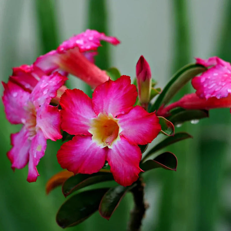 Semillas de flores de rosa del desierto Obesum rosa para sembrar, amante del sol, variedad tradicional y sin transgénicos, semillas para jardín doméstico