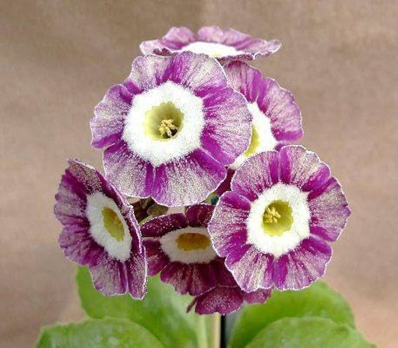 Violet primula blume samen for anpflanzung - long bloom season, heirloom & gmo free samen for home garten
sale samen for home garten