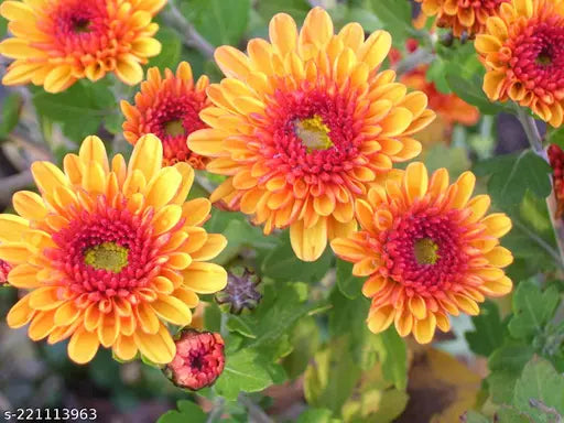 Heirloom gelb & rot chrysanthemum morifolium blume samen for anpflanzung - colorful display, heirloom & gmo free samen for home garten
sale samen for anpflanzung in home garten