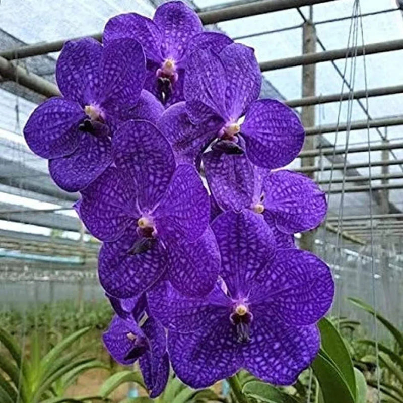 Violet vanda orchid blume samen for anpflanzung - vibrant colors, heirloom & gmo free samen for home garten
sale samen for anpflanzung in home garten