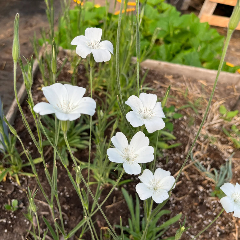 Graines de fleurs d’Agrostemma Ocean Pearl à semer – appréciée au jardin, variété traditionnelle et sans OGM, graines pour le jardin potager