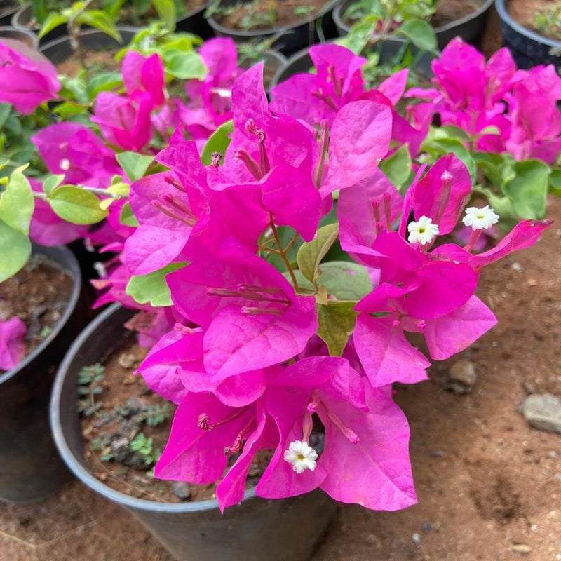 Rosa bougainvillea blume samen for stunning floral arrangements | ideal anpflanzung