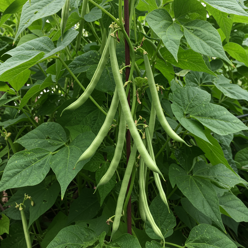 Semillas de judías Missouri Wonder – Variedad tradicional, cultivada de forma natural, para judías trepadoras