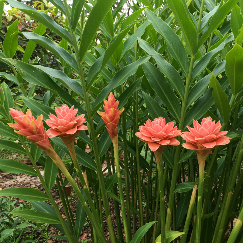 Semillas ecológicas de rizoma de jengibre para plantar – Variedad tradicional, no modificada genéticamente