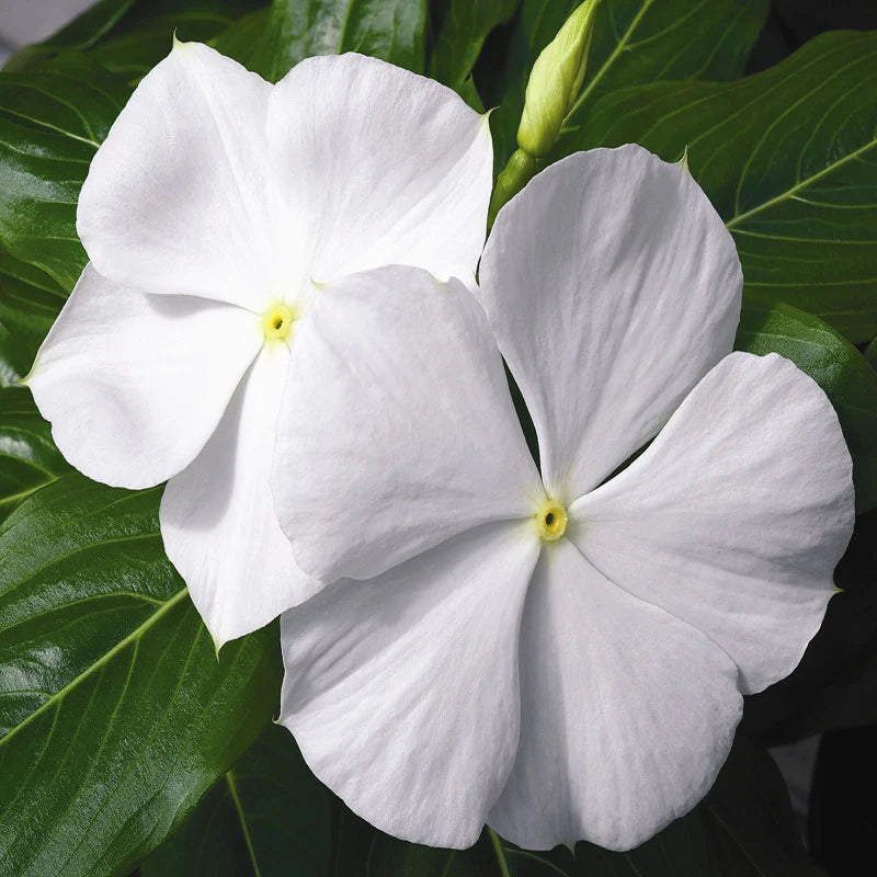 Blanco Bígaro, semillas de flores para siembra – crea arreglos florales