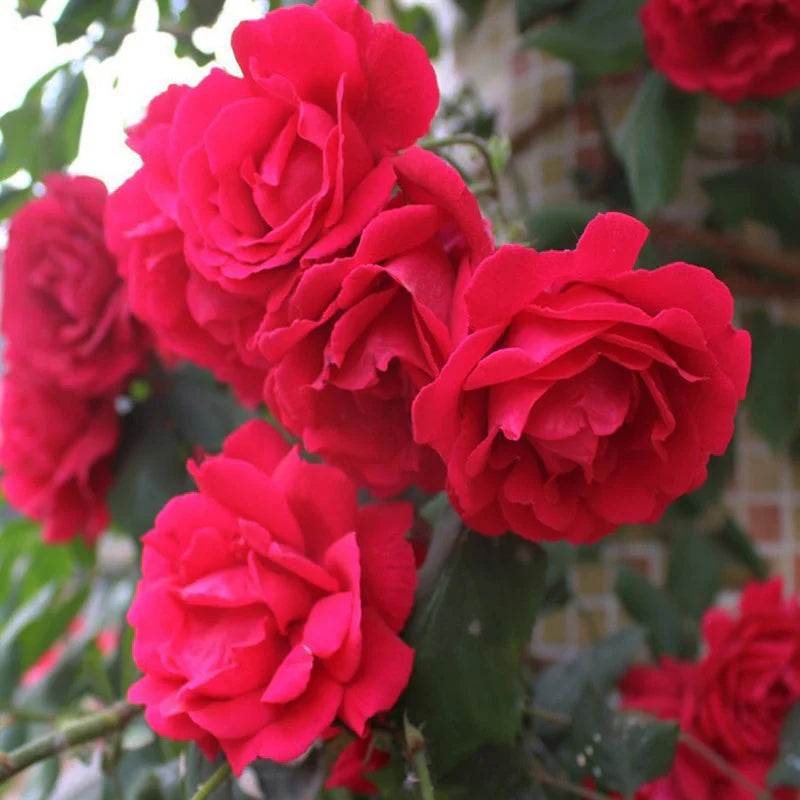 Semillas de rosa roja sin espinas para sembrar, flores sin espinas