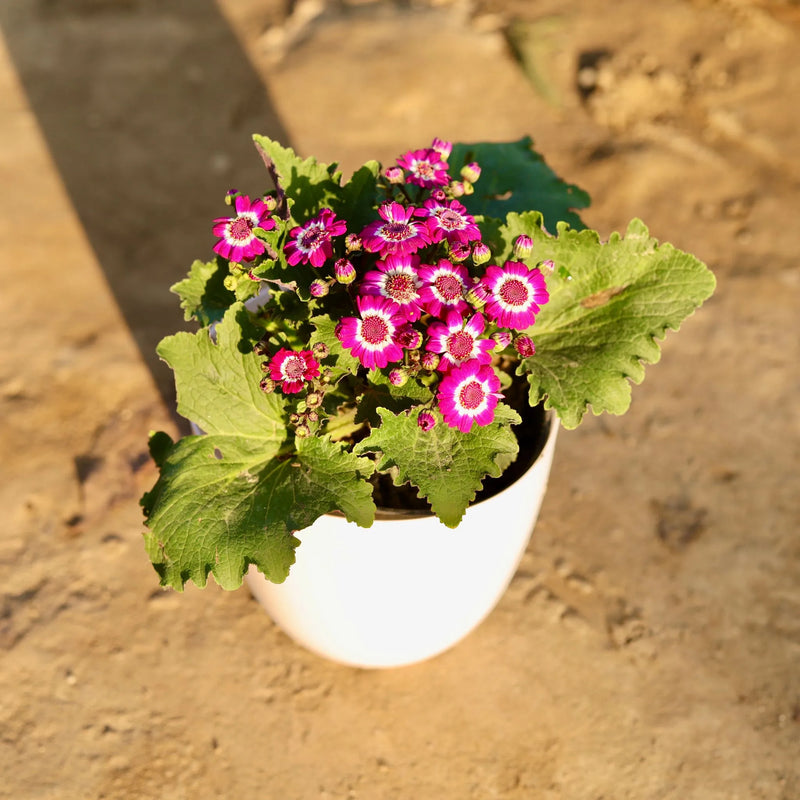Semillas de flores de cineraria rosa y blanca para siembra – crecimiento compacto – variedad tradicional y semillas sin ingeniería genética para el jardín doméstico