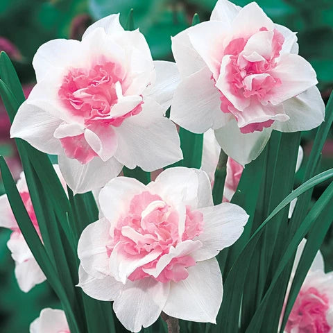 Graines de jonquilles à pétales doubles roses à semer, variété robuste, variété traditionnelle sans OGM, graines pour jardin familial