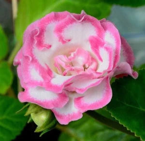 Rosa weiß gloxinia blume samen for anpflanzung - vibrant colors, heirloom & gmo free samen for home garten
sale samen for home garten