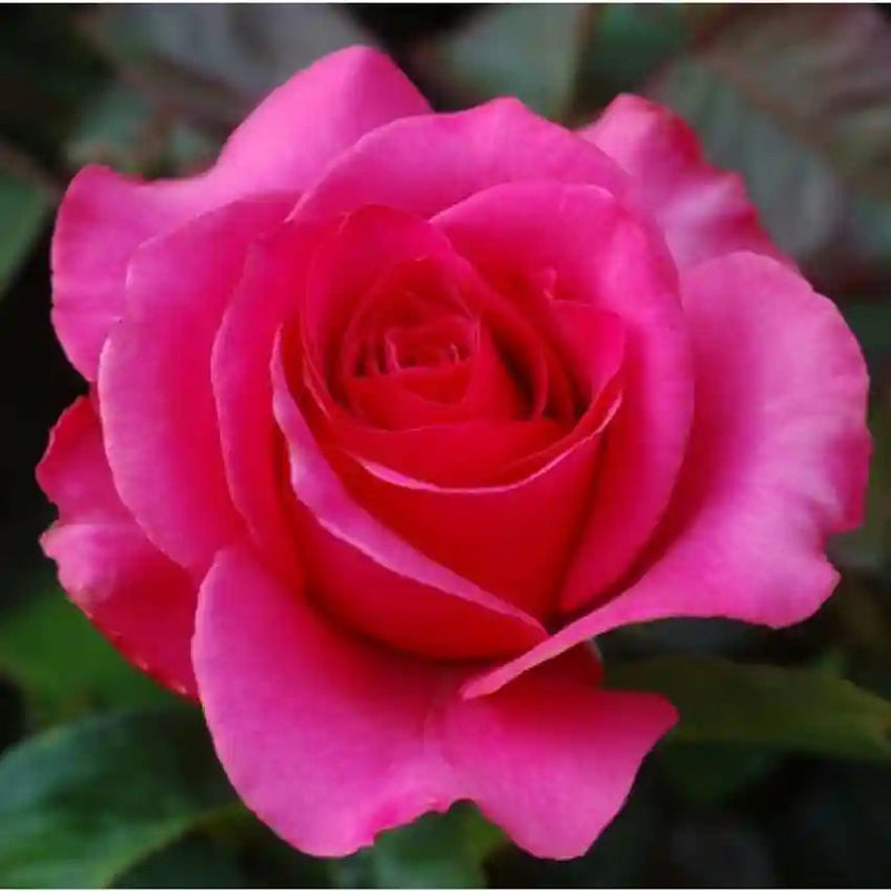 Rot rosa rose blume samen for anpflanzung - seasonal bloomer, heirloom & gmo free samen for home garten
sale for anpflanzung in home garten