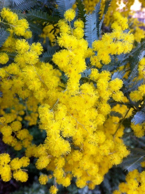 Acacia baileyana blume samen for anpflanzung bright blooms heirloom & gmo free samen for home garten
sale samen for home garten anpflanzung