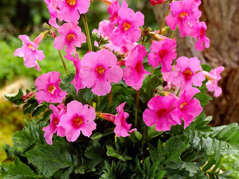 Semillas de flores rosas de Incarvillea para sembrar: flores perennes brillantes