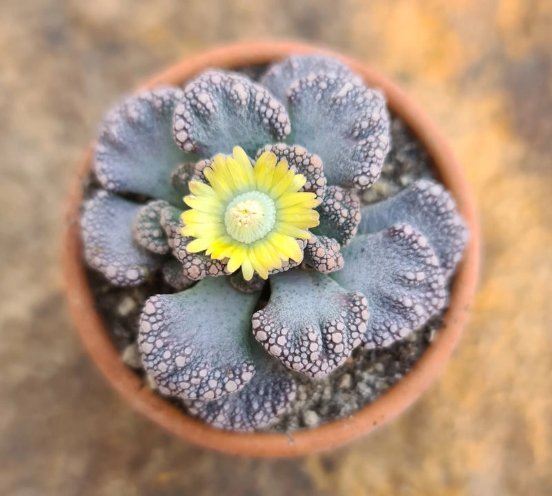 Semillas de Titanopsis fulleri: belleza suculenta única, guía de siembra para un crecimiento exuberante y flores brillantes