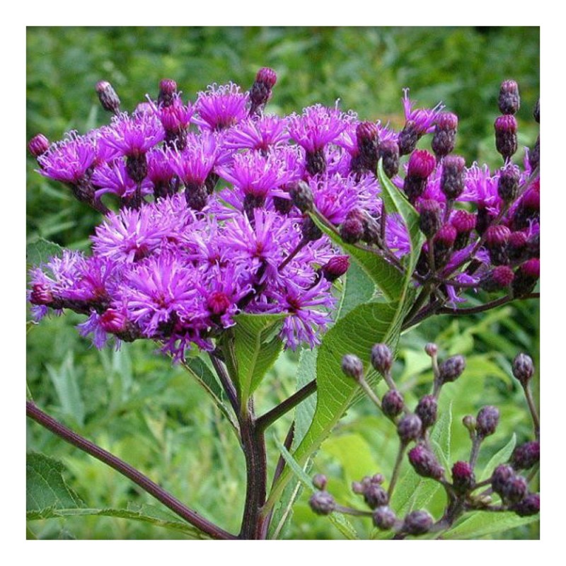 Semillas de Vernonia anthelmintica para sembrar, esenciales para un jardín de estilo rústico, variedad tradicional y sin ingeniería genética, semillas para jardín doméstico