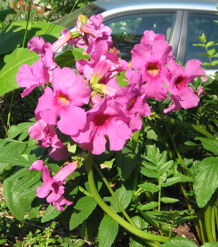 Hardy gloxinia blume samen for anpflanzung low maintenance heirloom & gmo free samen for home garten
sale samen for home garten anpflanzung