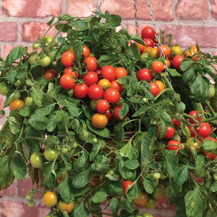 Semillas de tomate Tumbler rojo para plantar