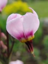 Rosa weiß dodecatheon blume samen for anpflanzung - compact growth, heirloom & gmo free samen for home garten
sale for anpflanzung in home garten.