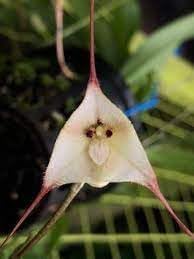 Heirloom monkey orchid blume samen for anpflanzung perfect for borders heirloom & gmo free samen for home garten
sale for anpflanzung in home garten