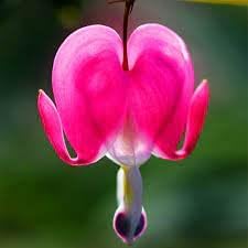 Heirloom heart blume samen for anpflanzung cut blume favorite heirloom & gmo free samen for home garten
sale for anpflanzung in home garten