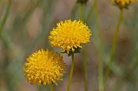 Heirloom thelesperma blume samen for anpflanzung pollinator friendly heirloom & gmo free samen for home garten
sale for anpflanzung in home garten