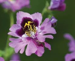 Heirloom schizanthus blume samen for anpflanzung shade tolerant heirloom & gmo free samen for home garten
sale for anpflanzung in home garten