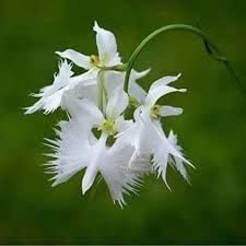 Aigrette orchid blume samen for anpflanzung - compact growth, heirloom & gmo free samen for home garten
sale samen for anpflanzung in home garten