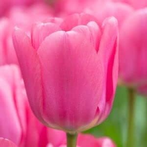 Rosa tulip blume samen for anpflanzung - bright blooms, heirloom & gmo free samen for home garten
sale samen for anpflanzung in home garten