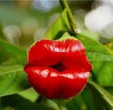 Heirloom lips blume samen for anpflanzung seasonal bloomer heirloom & gmo free samen for home garten
sale for anpflanzung in home garten