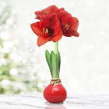 Heirloom amaryllis blume samen for anpflanzung pollinator friendly heirloom & gmo free samen for home garten
sale for anpflanzung in home garten