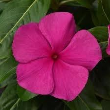 Heirloom vinca blume samen for anpflanzung shade tolerant heirloom & gmo free samen for home garten
sale for anpflanzung in home garten