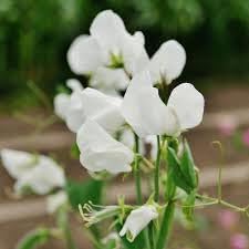 Heirloom sweet pea blume samen for anpflanzung cut blume favorite heirloom & gmo free samen for home garten
sale for anpflanzung in home garten