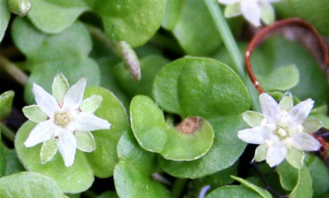 Semillas de Dichondra repens rosa para sembrar – ideales para parterres – variedad tradicional y semillas sin transgénicos de Huerto Familiar