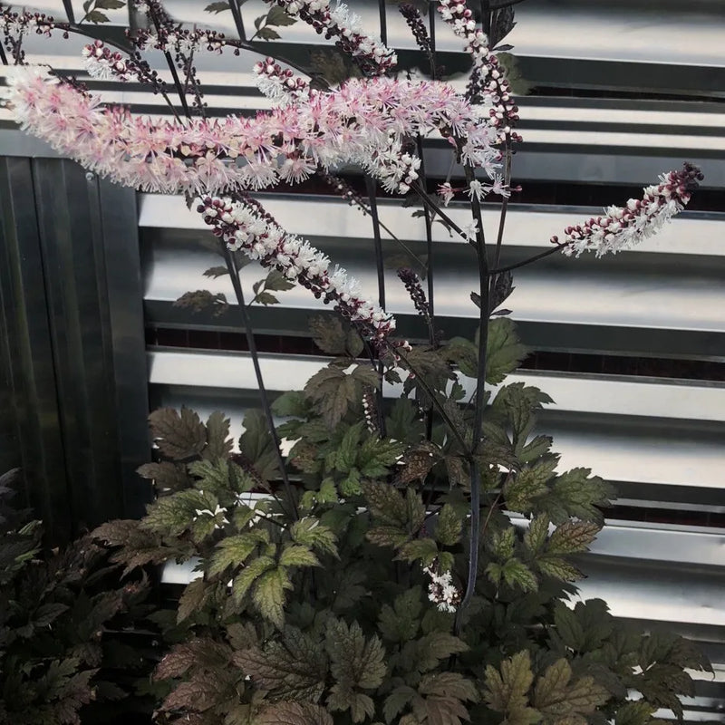 Semillas de flores bonnet rosas para siembra – favorables para los polinizadores – variedad tradicional y semillas sin ingeniería genética para el jardín de casa