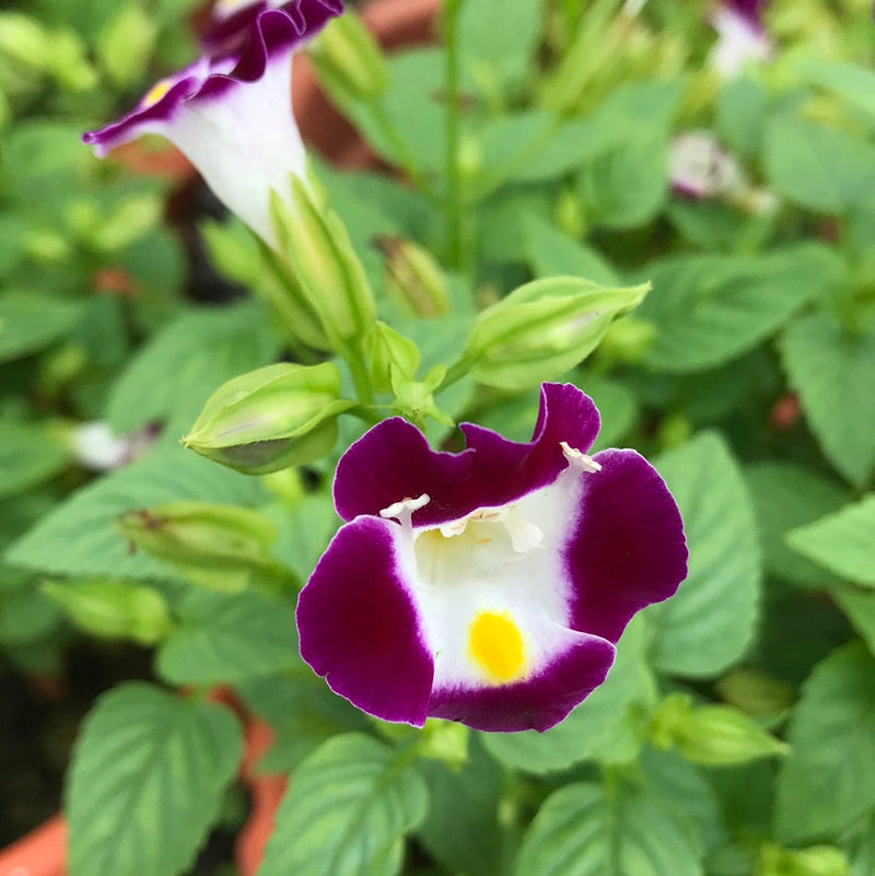 Violet torenia kauai blume samen for anpflanzung - hardy variety, heirloom & gmo free samen for home garten
sale for anpflanzung in home garten