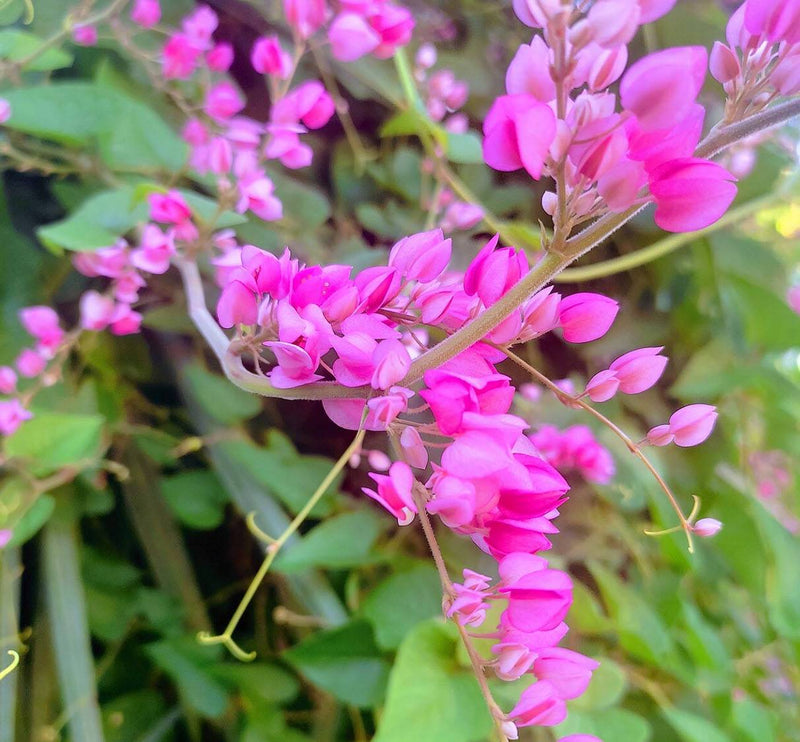 Semillas de flores de Antigonon para siembra – vistosas y coloridas – variedad tradicional y sin ingeniería genética, semillas para el jardín doméstico