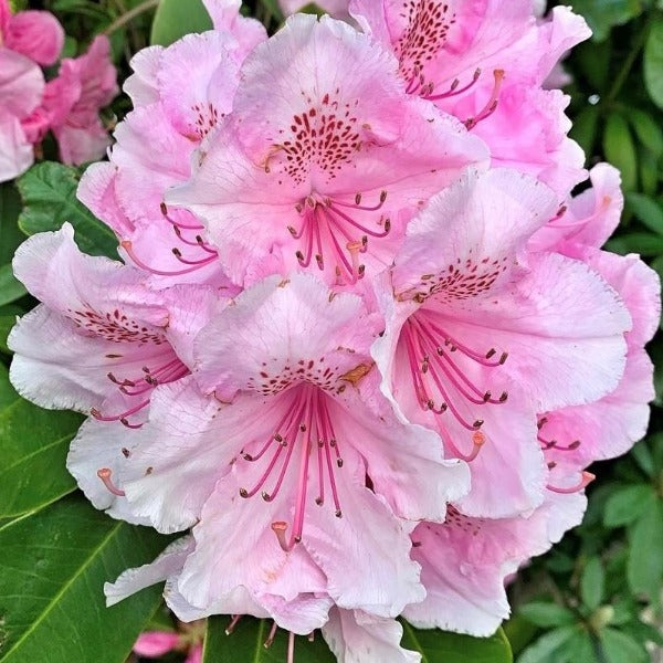 Semillas de flores de rododendro rosa para siembra – amante del sol – variedad tradicional y semillas sin transgénicos para el jardín doméstico
