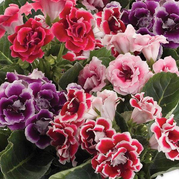 Graines de fleurs enrobées à semer, floraison saisonnière et longue durée, variété traditionnelle et sans OGM, graines pour jardin familial