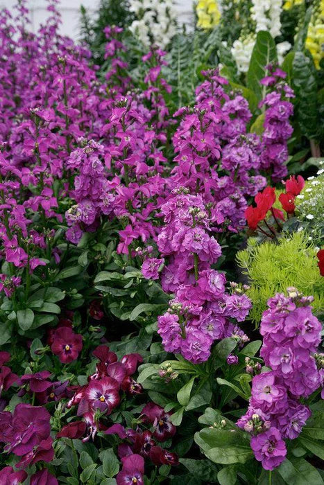 Graines de giroflée violette Levkoje Incana à semer, croissance compacte, variété traditionnelle et sans OGM, graines pour jardin familial