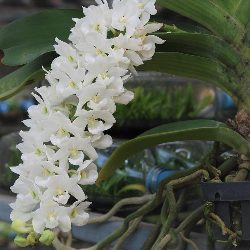 Rhynchostylis blume samen for anpflanzung wildflower mix heirloom & gmo free samen for home garten
sale for anpflanzung in home garten