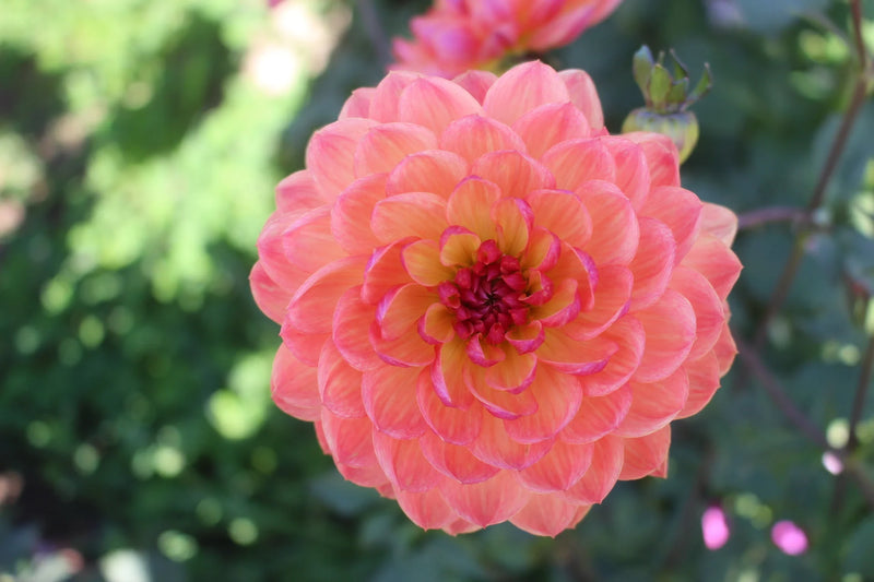 Cultivo de dalias Howden: semillas de flores de alta calidad para sembrar en el jardín
