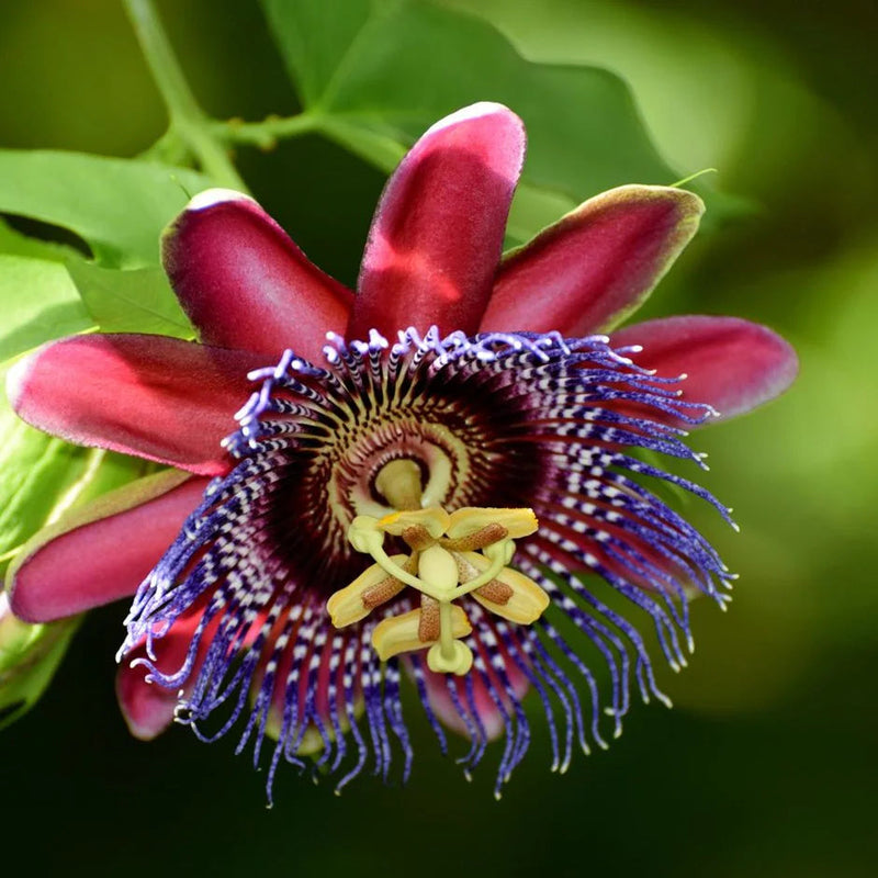 Passiflora alata blume samen for anpflanzung - sun loving, heirloom & gmo free samen for home garten
sale samen for anpflanzung in home garten